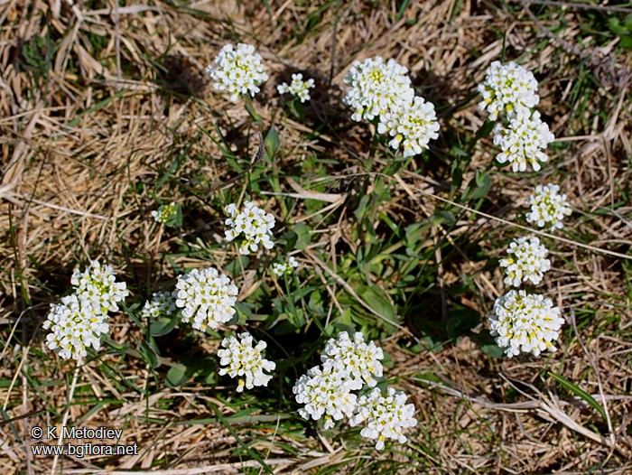 Thlaspi praecox