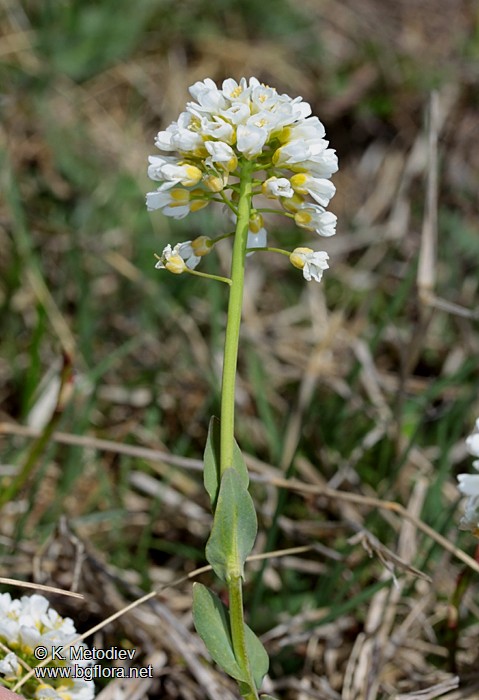 Thlaspi praecox