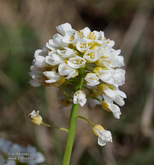 Thlaspi praecox