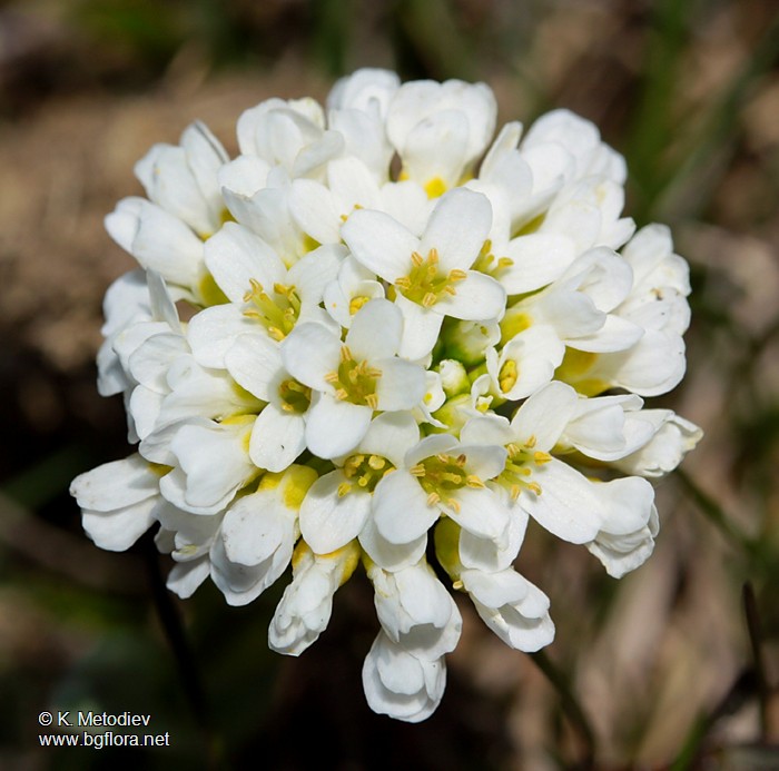 Thlaspi praecox