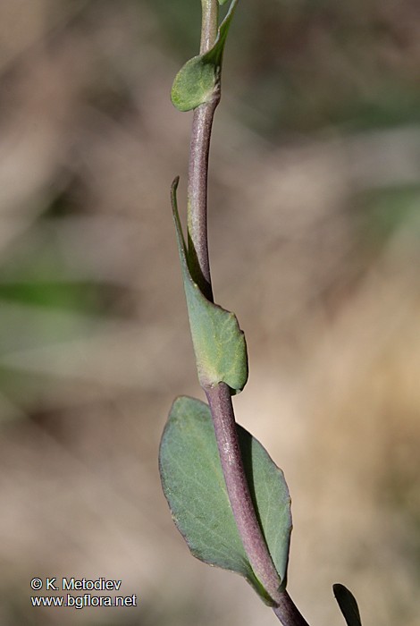 Thlaspi praecox