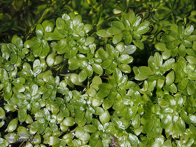 Callitriche cophocarpa