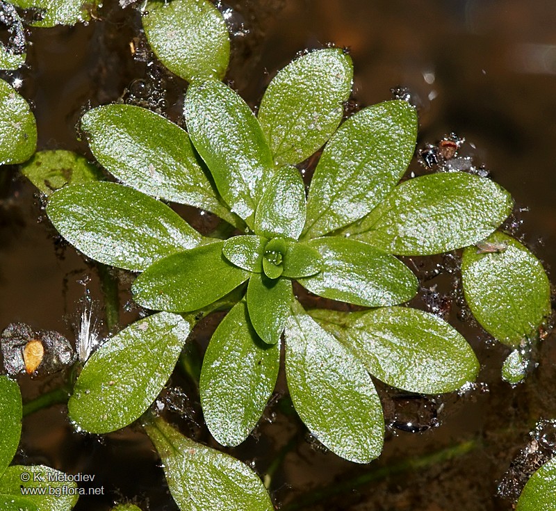 Callitriche cophocarpa