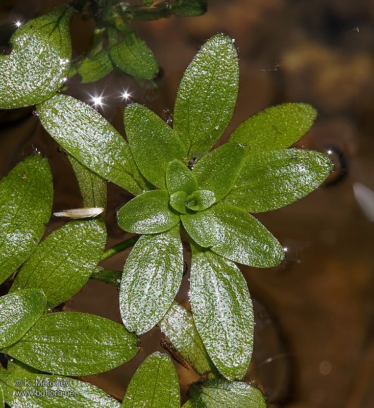 Callitriche cophocarpa
