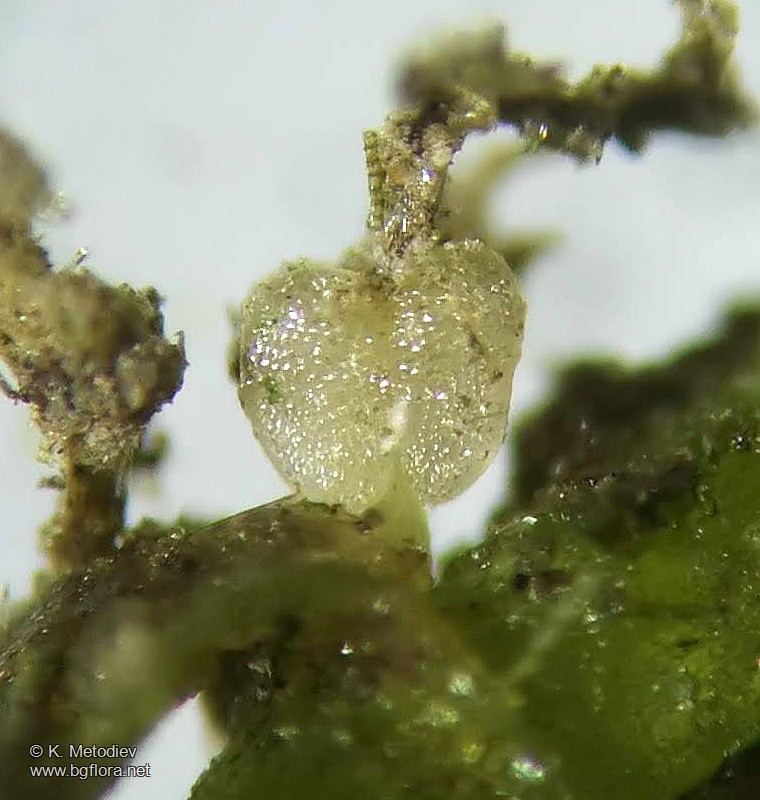 Callitriche cophocarpa