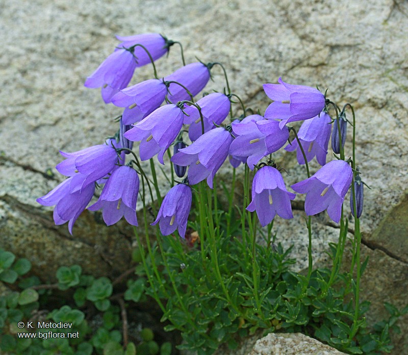 Campanula cochlearifolia
