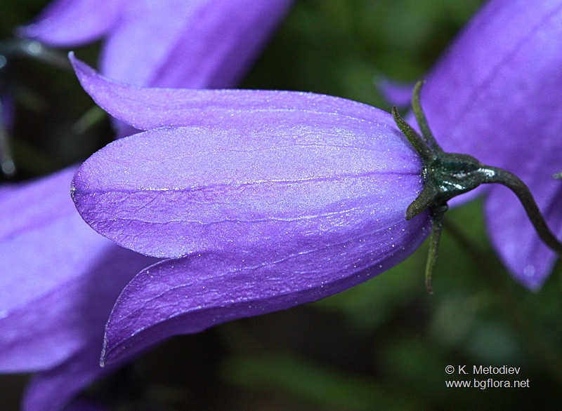 Campanula cochlearifolia