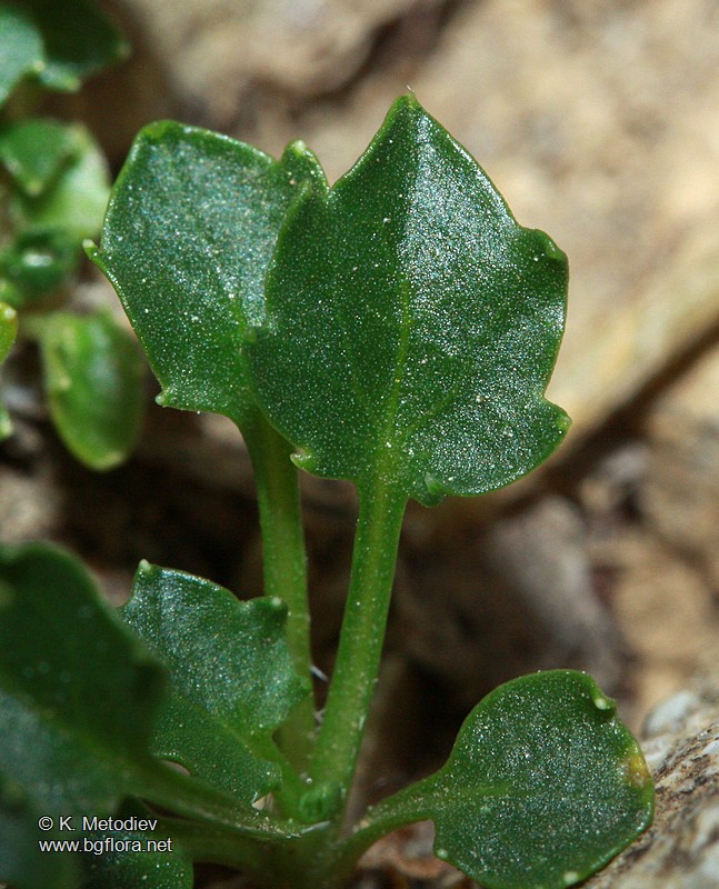 Campanula cochlearifolia