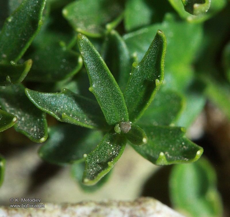 Campanula cochlearifolia