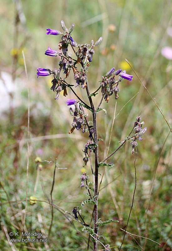 Campanula sibirica