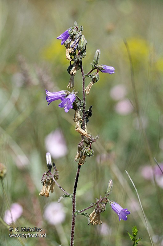 Campanula sibirica