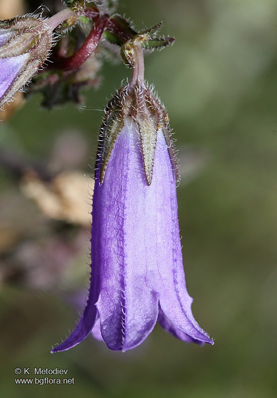 Campanula sibirica
