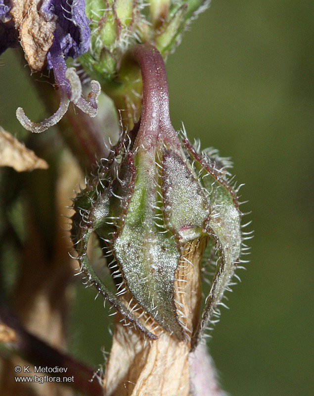 Campanula sibirica