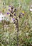 Campanula sibirica