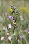Campanula sibirica
