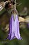 Campanula sibirica