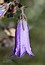 Campanula sibirica