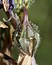 Campanula sibirica