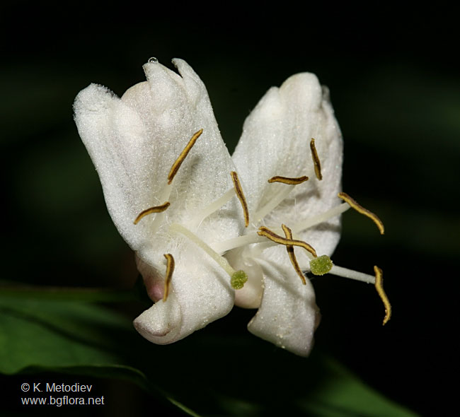 Lonicera nigra