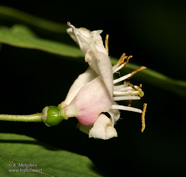 Lonicera nigra