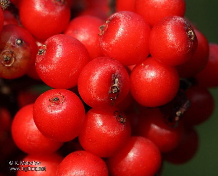 Sambucus racemosa