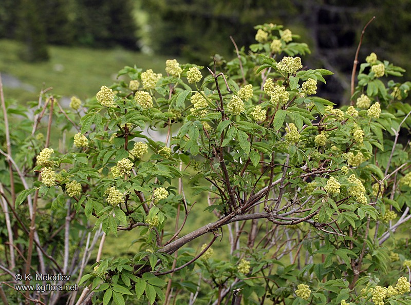 Sambucus racemosa