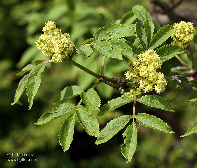 Sambucus racemosa