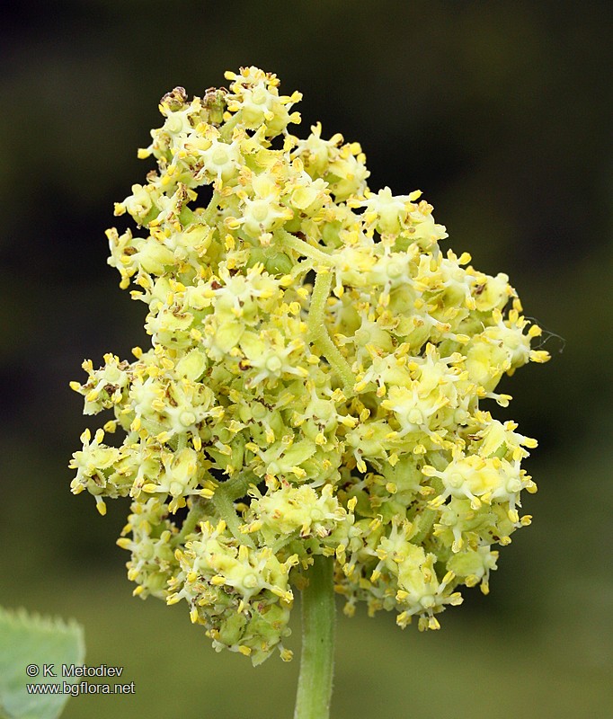 Sambucus racemosa