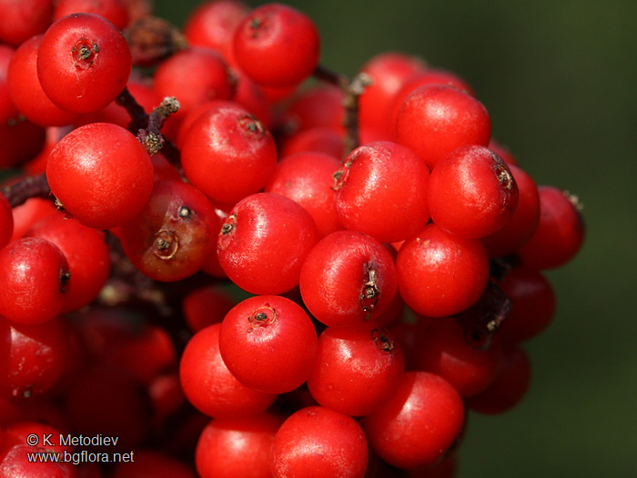 Sambucus racemosa
