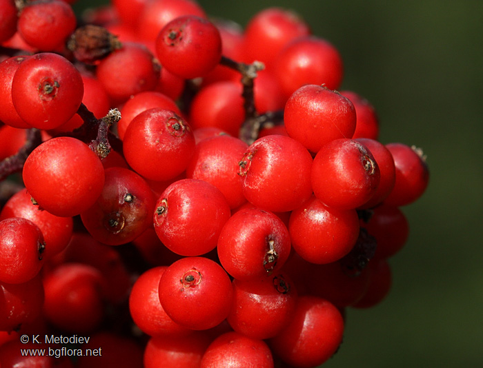 Sambucus racemosa