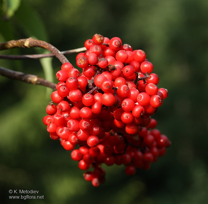 Sambucus racemosa