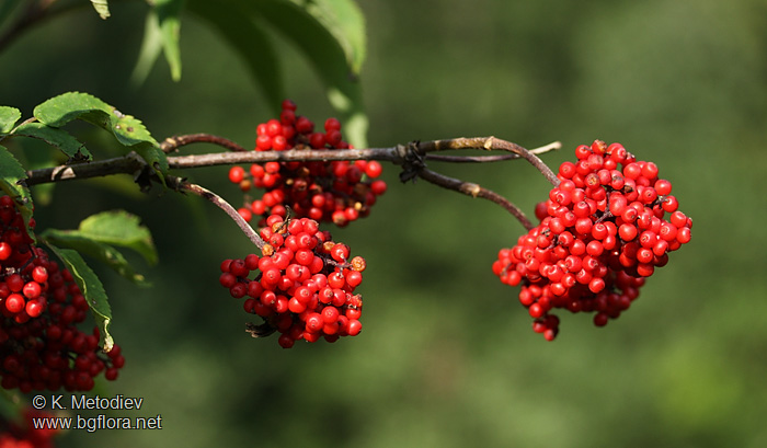 Sambucus racemosa