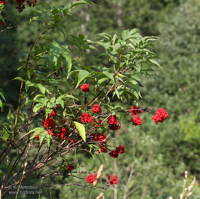 Sambucus racemosa