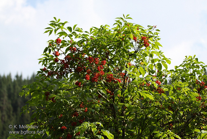 Sambucus racemosa
