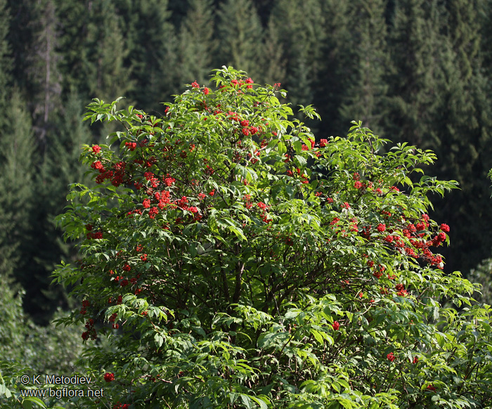 Sambucus racemosa