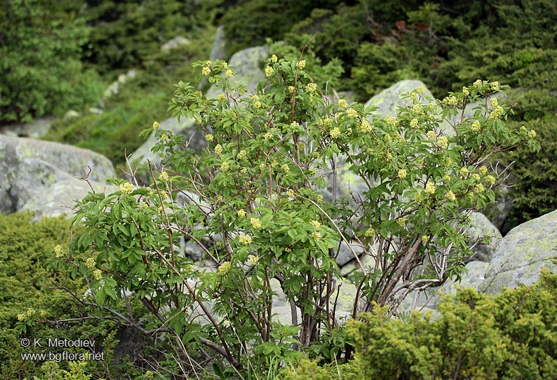 Sambucus racemosa