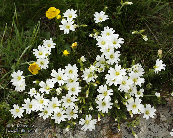 Cerastium alpinum