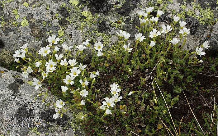 Cerastium alpinum