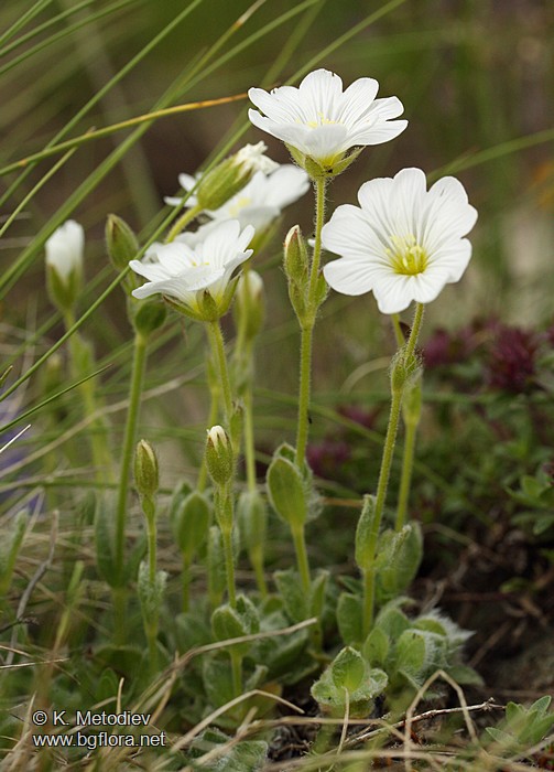 Cerastium alpinum