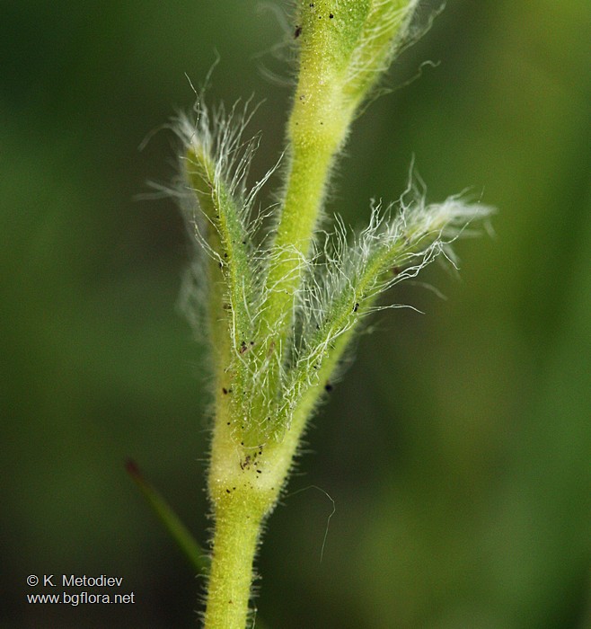 Cerastium alpinum