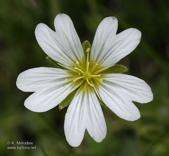 Cerastium alpinum