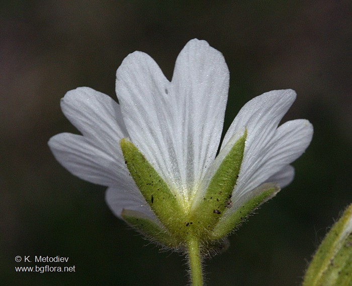 Cerastium alpinum