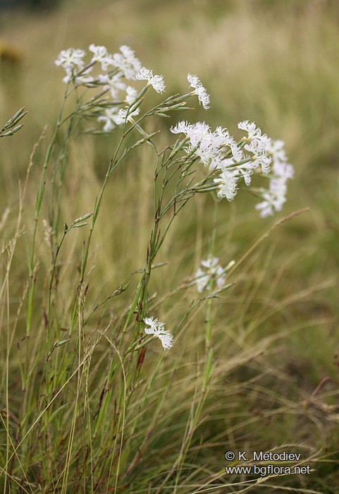 Dianthus superbus