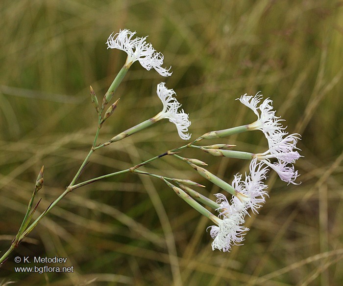 Dianthus superbus