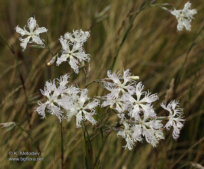 Dianthus superbus