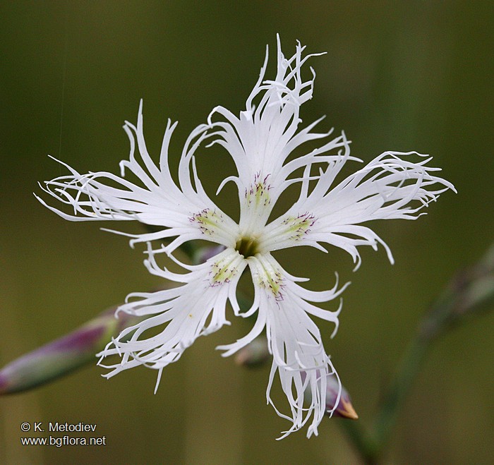Dianthus superbus