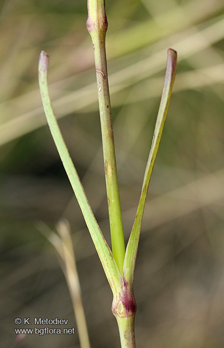 Dianthus superbus