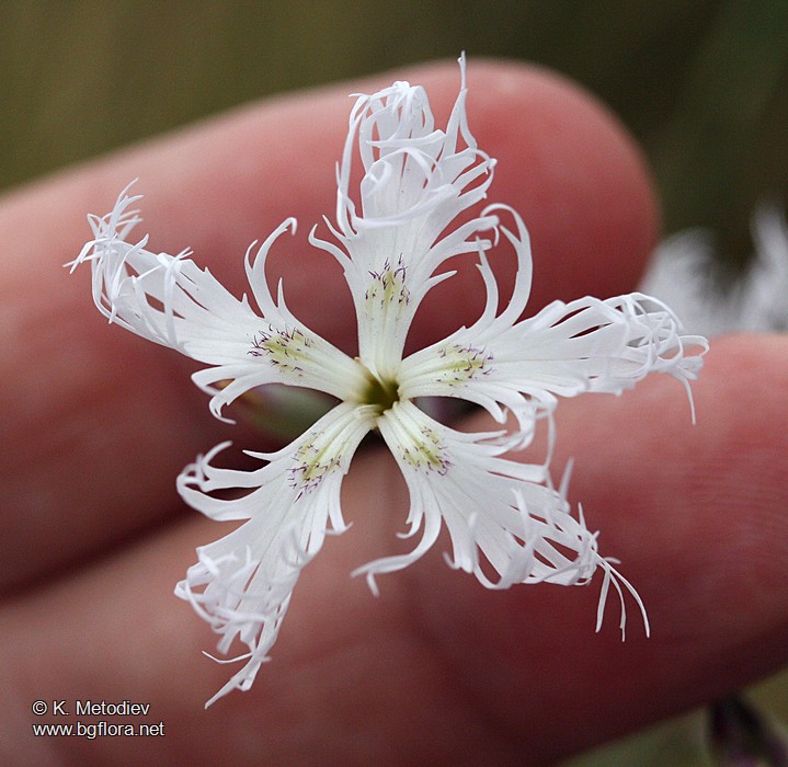 Dianthus superbus