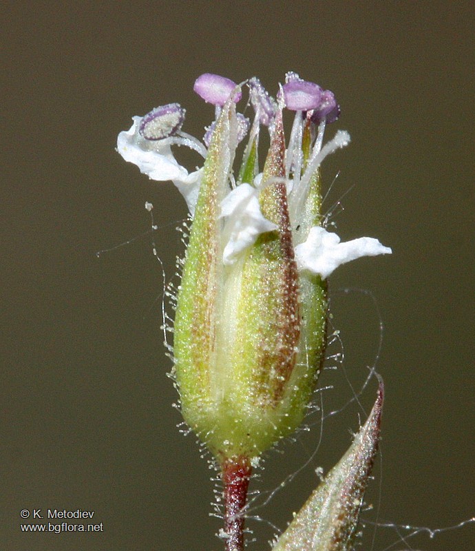 Minuartia bulgarica