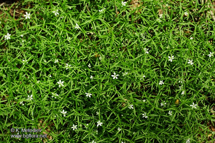 Moehringia pendula